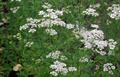 Anise